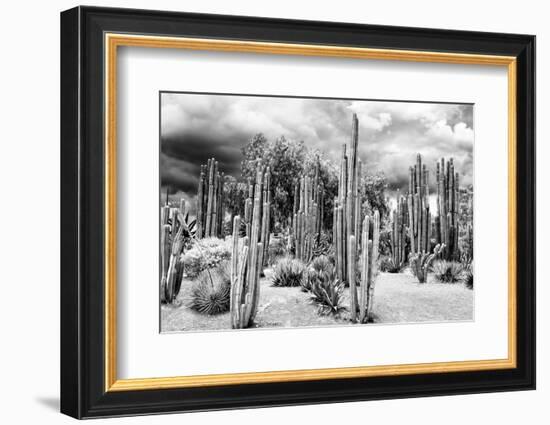 ?Viva Mexico! B&W Collection - Cardon Cactus-Philippe Hugonnard-Framed Premium Photographic Print