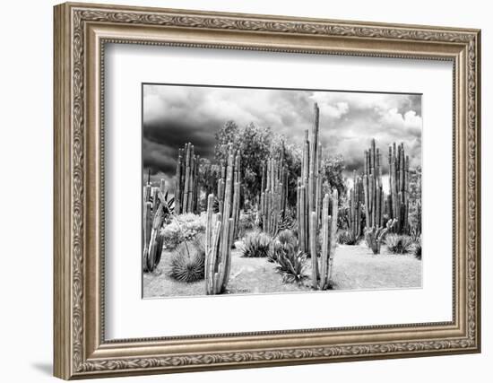 ?Viva Mexico! B&W Collection - Cardon Cactus-Philippe Hugonnard-Framed Photographic Print