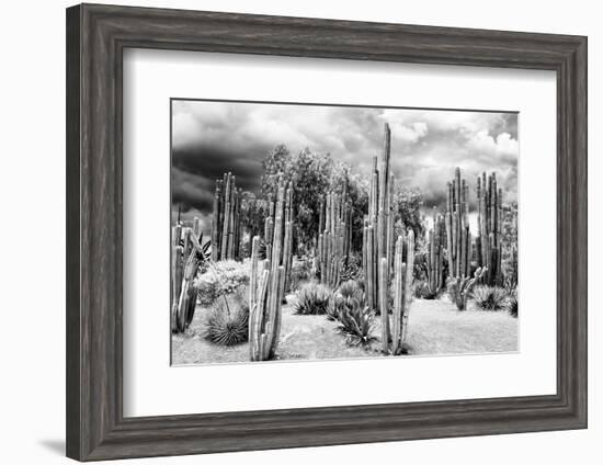 ?Viva Mexico! B&W Collection - Cardon Cactus-Philippe Hugonnard-Framed Photographic Print