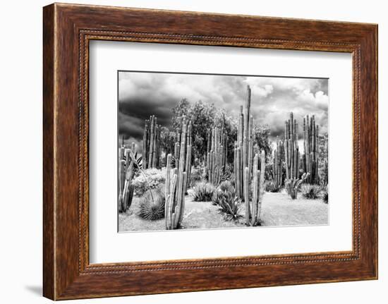 ?Viva Mexico! B&W Collection - Cardon Cactus-Philippe Hugonnard-Framed Photographic Print