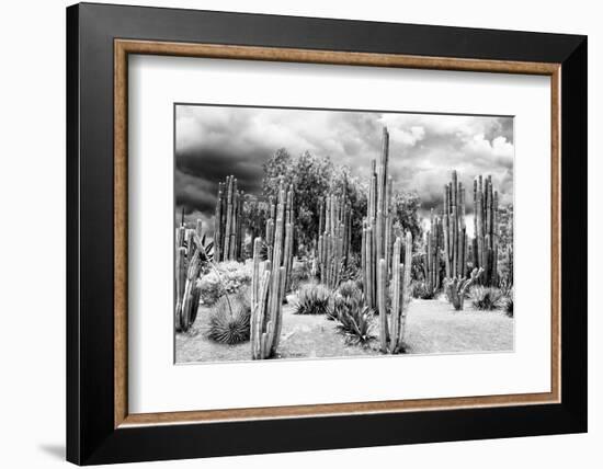 ?Viva Mexico! B&W Collection - Cardon Cactus-Philippe Hugonnard-Framed Photographic Print