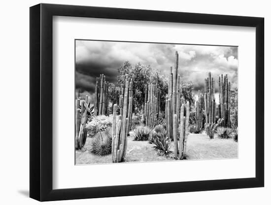 ?Viva Mexico! B&W Collection - Cardon Cactus-Philippe Hugonnard-Framed Photographic Print