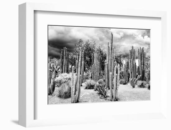 ?Viva Mexico! B&W Collection - Cardon Cactus-Philippe Hugonnard-Framed Photographic Print