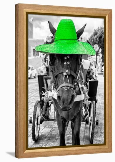 ¡Viva Mexico! B&W Collection - Horse with Green straw Hat-Philippe Hugonnard-Framed Premier Image Canvas