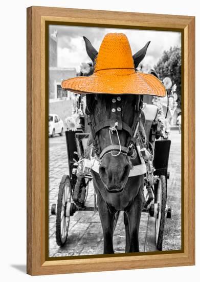 ¡Viva Mexico! B&W Collection - Horse with Light Orange straw Hat-Philippe Hugonnard-Framed Premier Image Canvas