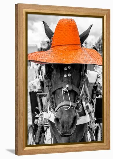 ¡Viva Mexico! B&W Collection - Portrait of Horse with Orange Hat-Philippe Hugonnard-Framed Premier Image Canvas