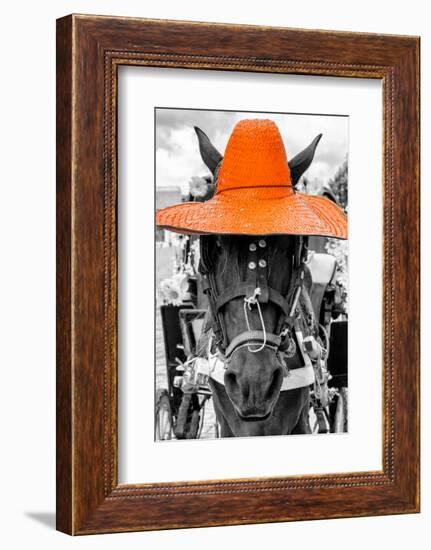 ¡Viva Mexico! B&W Collection - Portrait of Horse with Orange Hat-Philippe Hugonnard-Framed Photographic Print