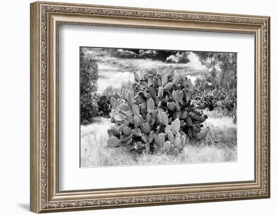 ¡Viva Mexico! B&W Collection - Prickly Pear Cactus II-Philippe Hugonnard-Framed Photographic Print