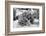 ¡Viva Mexico! B&W Collection - Prickly Pear Cactus II-Philippe Hugonnard-Framed Photographic Print