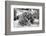 ¡Viva Mexico! B&W Collection - Prickly Pear Cactus II-Philippe Hugonnard-Framed Photographic Print