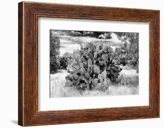 ¡Viva Mexico! B&W Collection - Prickly Pear Cactus II-Philippe Hugonnard-Framed Photographic Print