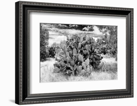 ¡Viva Mexico! B&W Collection - Prickly Pear Cactus II-Philippe Hugonnard-Framed Photographic Print