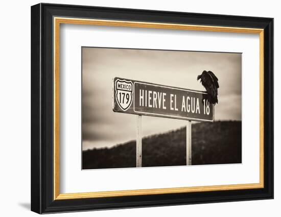 ¡Viva Mexico! B&W Collection - Vulture-Philippe Hugonnard-Framed Photographic Print