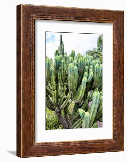 ¡Viva Mexico! Collection - Cactus Details III-Philippe Hugonnard-Framed Photographic Print