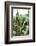 ¡Viva Mexico! Collection - Cactus Details III-Philippe Hugonnard-Framed Photographic Print