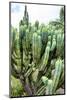 ¡Viva Mexico! Collection - Cactus Details III-Philippe Hugonnard-Mounted Photographic Print