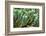 ?Viva Mexico! Collection - Cactus Details-Philippe Hugonnard-Framed Photographic Print