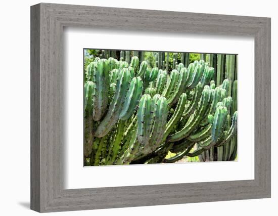 ?Viva Mexico! Collection - Cactus Details-Philippe Hugonnard-Framed Photographic Print