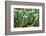 ?Viva Mexico! Collection - Cactus Details-Philippe Hugonnard-Framed Photographic Print