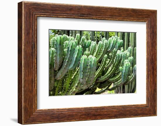 ?Viva Mexico! Collection - Cactus Details-Philippe Hugonnard-Framed Photographic Print