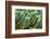 ?Viva Mexico! Collection - Cactus Details-Philippe Hugonnard-Framed Photographic Print