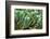 ?Viva Mexico! Collection - Cactus Details-Philippe Hugonnard-Framed Photographic Print