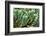 ?Viva Mexico! Collection - Cactus Details-Philippe Hugonnard-Framed Photographic Print