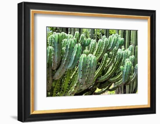 ?Viva Mexico! Collection - Cactus Details-Philippe Hugonnard-Framed Photographic Print