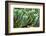 ?Viva Mexico! Collection - Cactus Details-Philippe Hugonnard-Framed Photographic Print