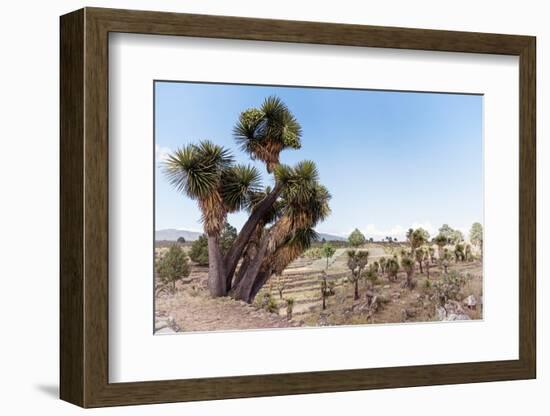 ¡Viva Mexico! Collection - Cantona Archaeological Ruins II-Philippe Hugonnard-Framed Photographic Print