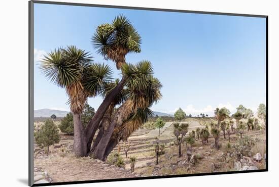 ¡Viva Mexico! Collection - Cantona Archaeological Ruins II-Philippe Hugonnard-Mounted Photographic Print