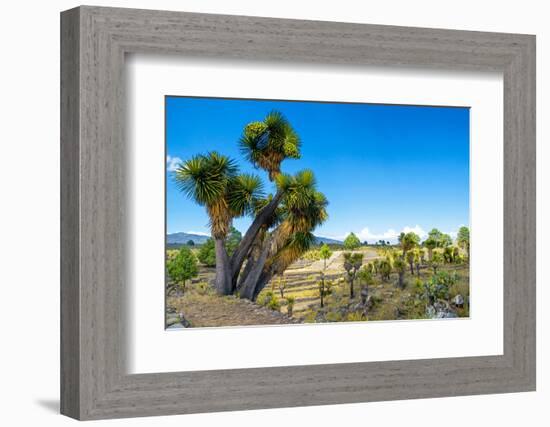 ¡Viva Mexico! Collection - Cantona Archaeological Ruins-Philippe Hugonnard-Framed Photographic Print