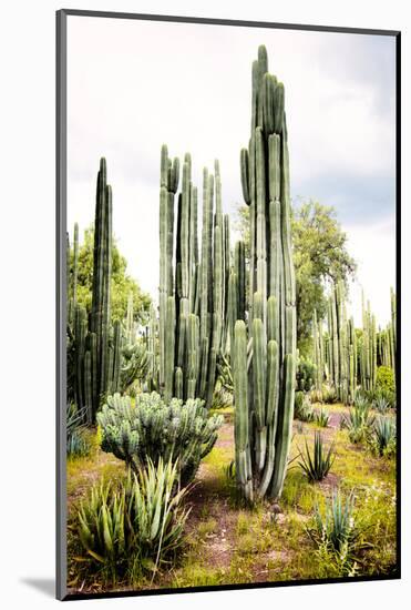 ¡Viva Mexico! Collection - Cardon Cactus IV-Philippe Hugonnard-Mounted Photographic Print