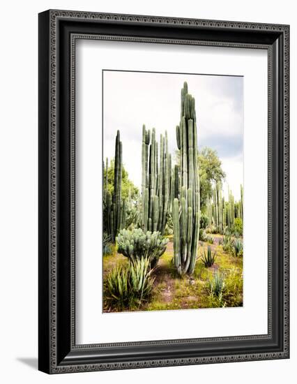 ¡Viva Mexico! Collection - Cardon Cactus IV-Philippe Hugonnard-Framed Photographic Print