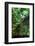 ¡Viva Mexico! Collection - Hanging Roots of Ik-Kil Cenote III-Philippe Hugonnard-Framed Photographic Print