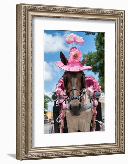 ¡Viva Mexico! Collection - Horse with a Pink Hat-Philippe Hugonnard-Framed Photographic Print