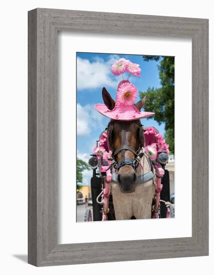 ¡Viva Mexico! Collection - Horse with a Pink Hat-Philippe Hugonnard-Framed Photographic Print