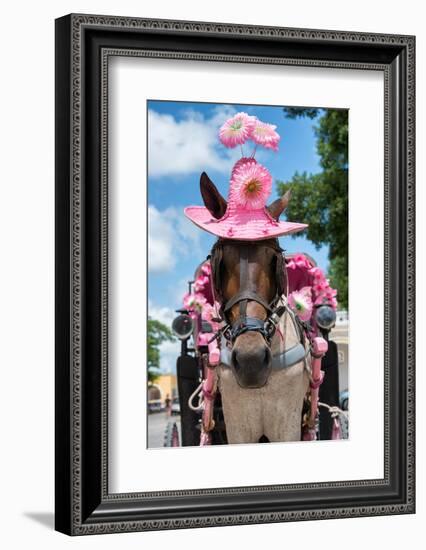 ¡Viva Mexico! Collection - Horse with a Pink Hat-Philippe Hugonnard-Framed Photographic Print