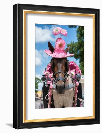 ¡Viva Mexico! Collection - Horse with a Pink Hat-Philippe Hugonnard-Framed Photographic Print