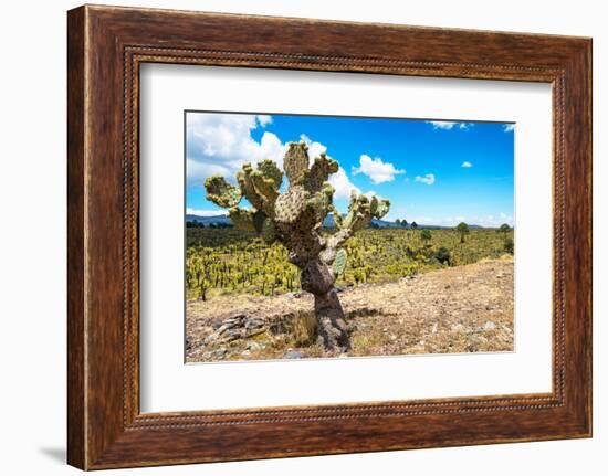 ¡Viva Mexico! Collection - Joshua Trees-Philippe Hugonnard-Framed Photographic Print