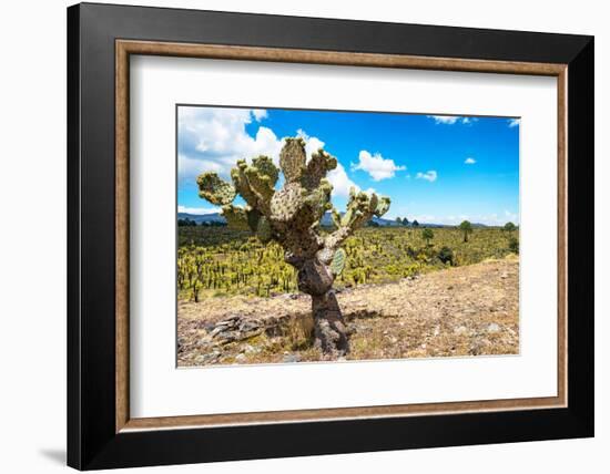 ¡Viva Mexico! Collection - Joshua Trees-Philippe Hugonnard-Framed Photographic Print