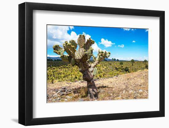 ¡Viva Mexico! Collection - Joshua Trees-Philippe Hugonnard-Framed Photographic Print