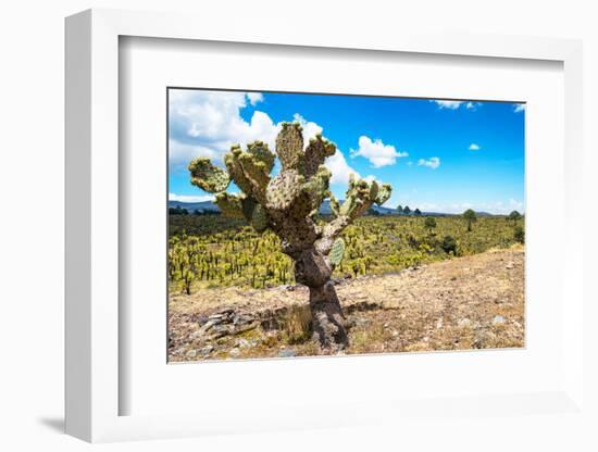 ¡Viva Mexico! Collection - Joshua Trees-Philippe Hugonnard-Framed Photographic Print