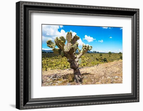 ¡Viva Mexico! Collection - Joshua Trees-Philippe Hugonnard-Framed Photographic Print