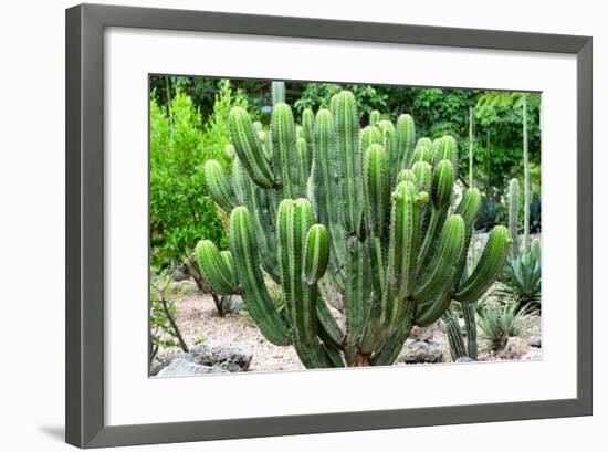 ¡Viva Mexico! Collection - Saguaro Cactus-Philippe Hugonnard-Framed Photographic Print