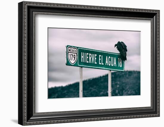 ¡Viva Mexico! Collection - Vulture-Philippe Hugonnard-Framed Photographic Print