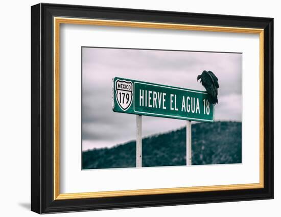 ¡Viva Mexico! Collection - Vulture-Philippe Hugonnard-Framed Photographic Print