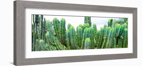 ¡Viva Mexico! Panoramic Collection - Cactus I-Philippe Hugonnard-Framed Photographic Print