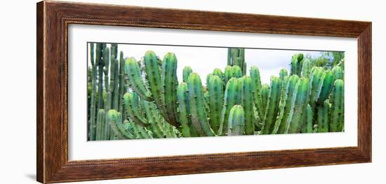 ¡Viva Mexico! Panoramic Collection - Cactus I-Philippe Hugonnard-Framed Photographic Print