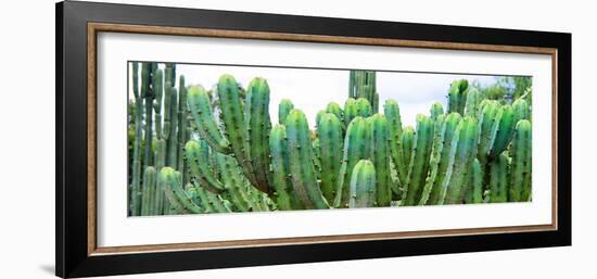 ¡Viva Mexico! Panoramic Collection - Cactus I-Philippe Hugonnard-Framed Photographic Print